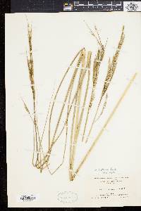 Spartina pectinata image