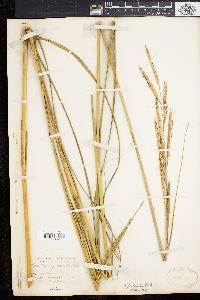 Spartina pectinata image