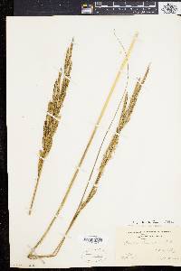 Spartina pectinata image