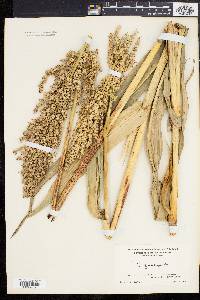 Sorghum bicolor subsp. bicolor image