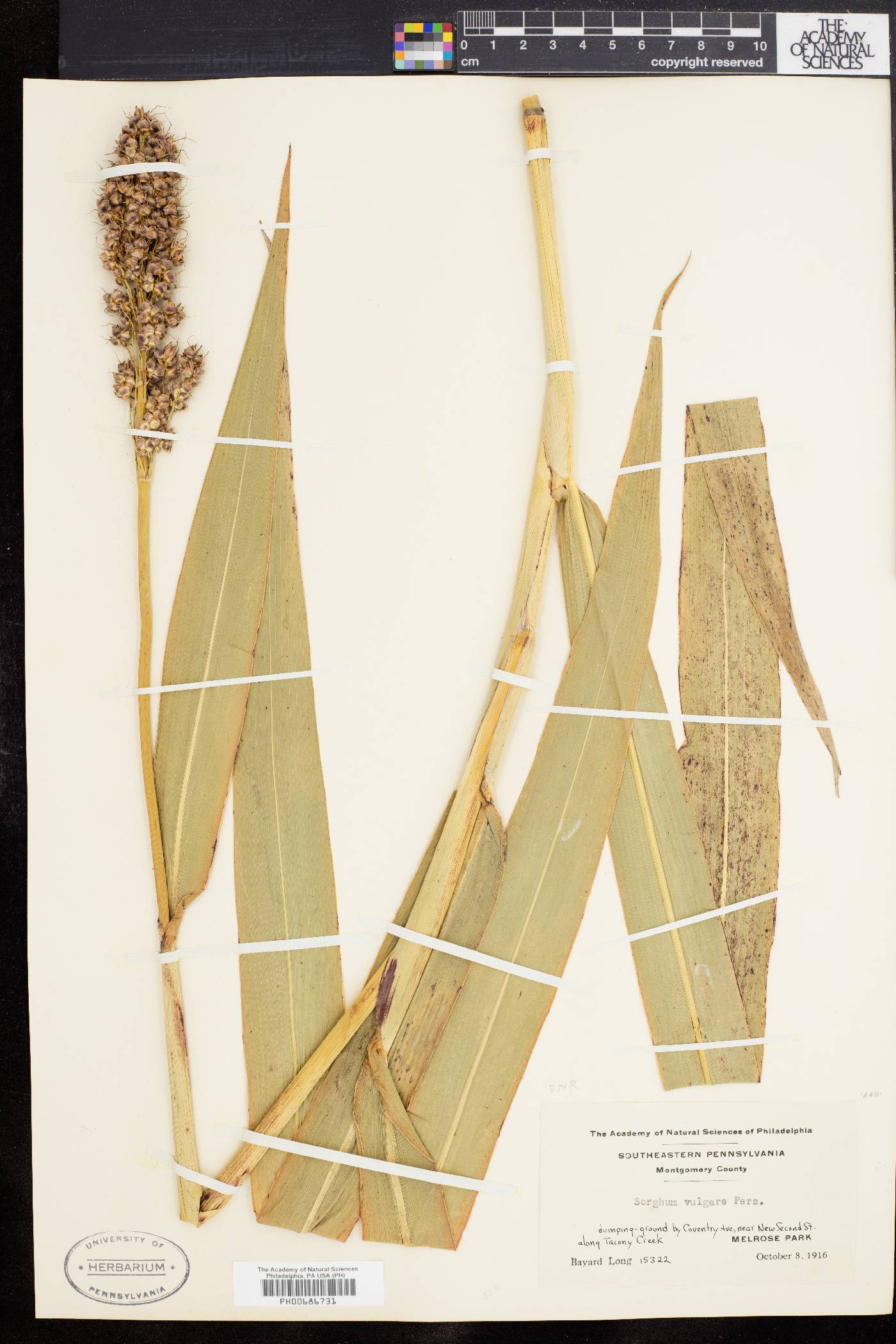 Sorghum bicolor subsp. bicolor image