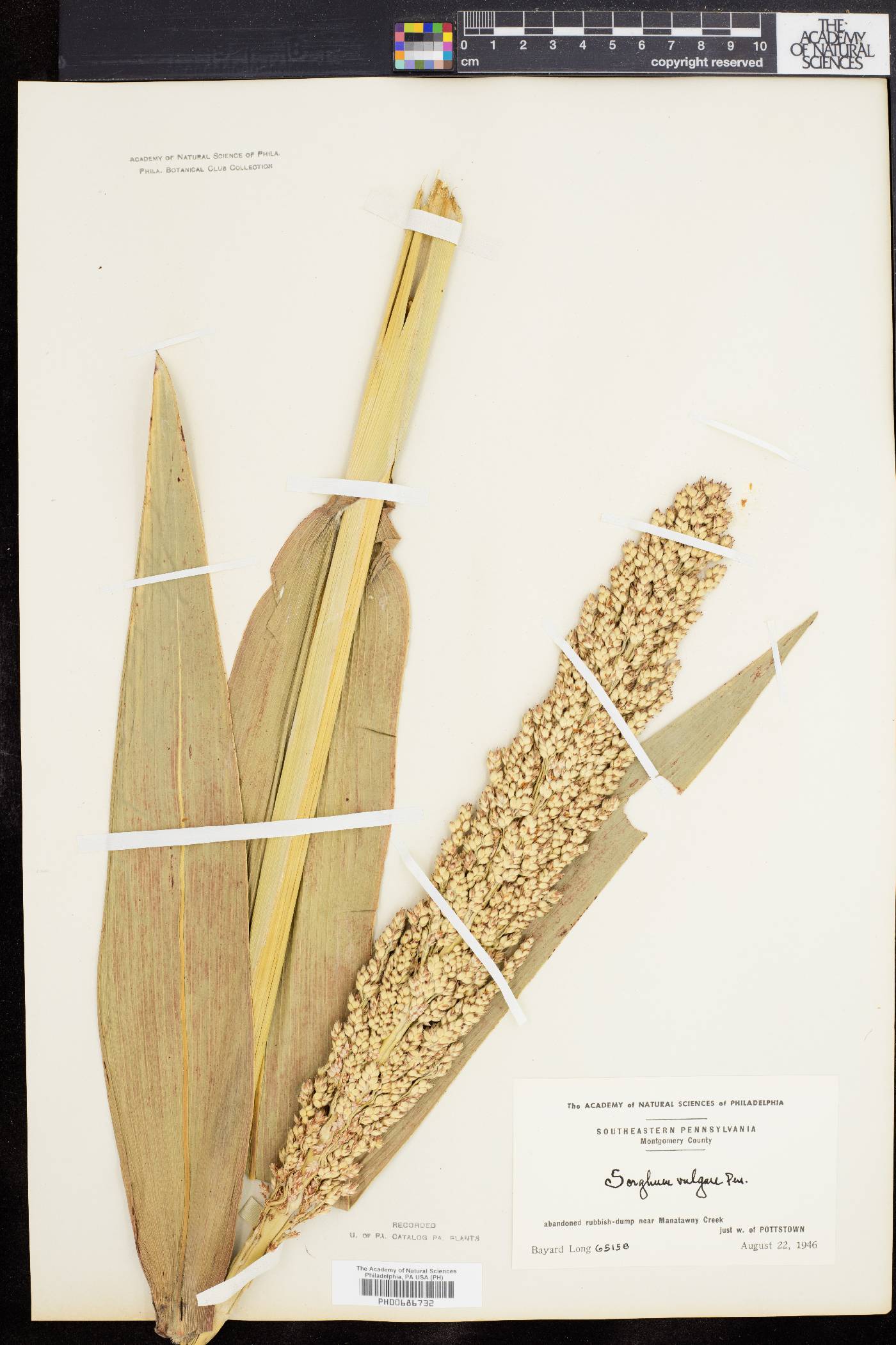 Sorghum bicolor subsp. bicolor image