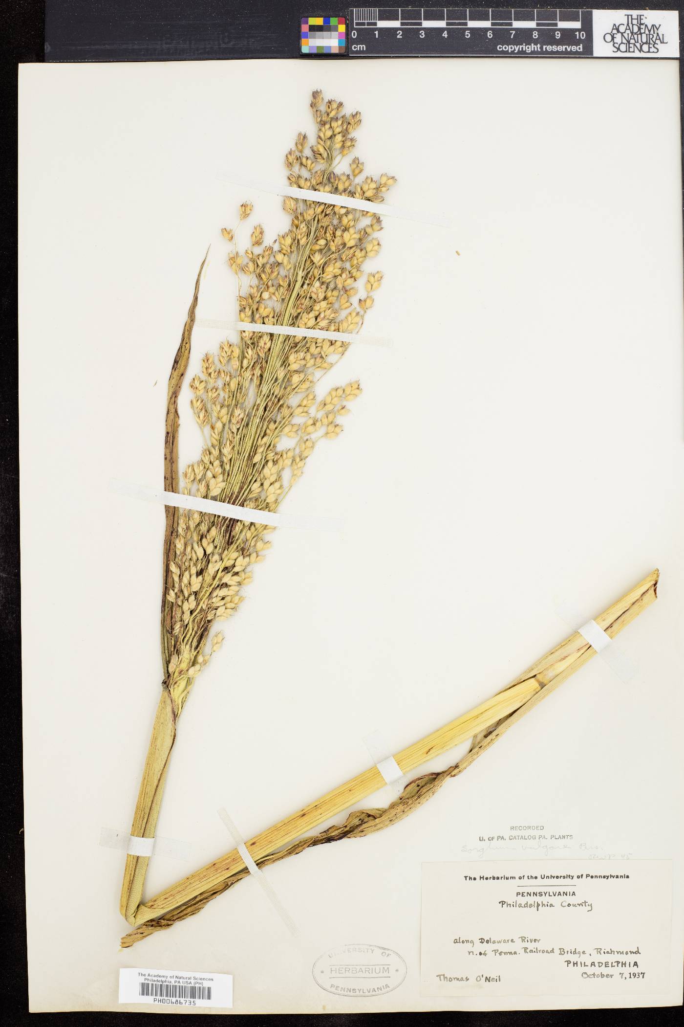 Sorghum bicolor subsp. bicolor image