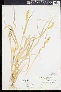 Pennisetum glaucum image