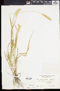 Pennisetum glaucum image