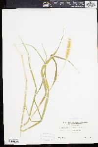 Pennisetum glaucum image