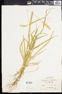 Pennisetum glaucum image