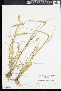 Pennisetum glaucum image