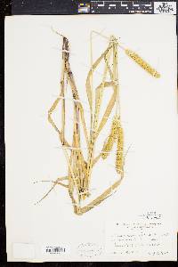 Pennisetum glaucum image