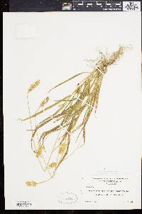 Pennisetum glaucum image