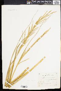 Spartina alterniflora image