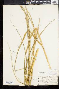 Spartina alterniflora image