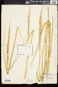 Spartina alterniflora image