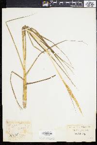 Spartina alterniflora image