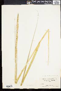 Spartina alterniflora image