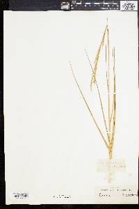 Spartina alterniflora image