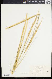 Spartina alterniflora image