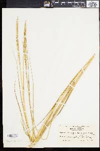 Spartina alterniflora image