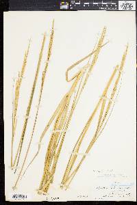 Spartina alterniflora image