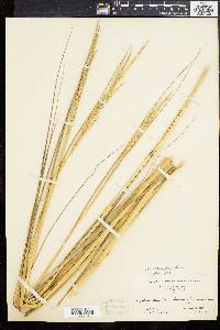 Spartina alterniflora image