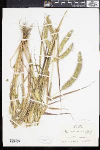 Setaria viridis var. major image