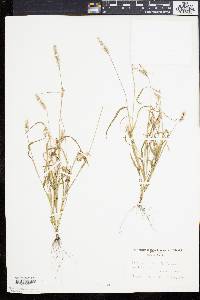 Setaria verticillata image