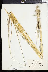 Spartina alterniflora image