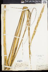 Spartina alterniflora image