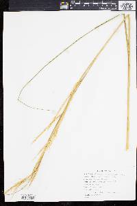 Spartina alterniflora image