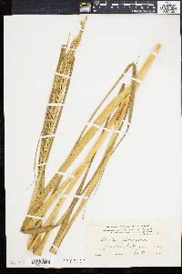 Spartina alterniflora image