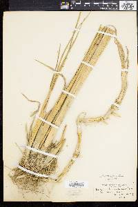 Spartina alterniflora image