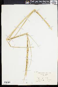 Spartina alterniflora image