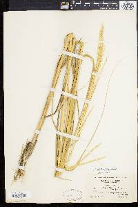 Spartina alterniflora image