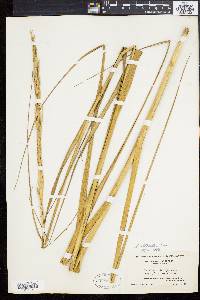 Spartina alterniflora image