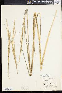 Spartina alterniflora image