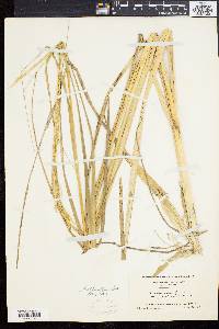 Spartina alterniflora image