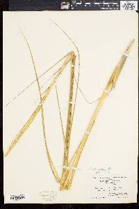 Spartina alterniflora image