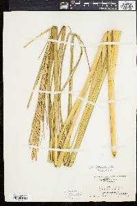 Spartina alterniflora image