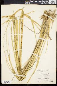 Spartina alterniflora image