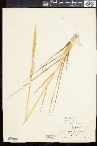 Spartina alterniflora image