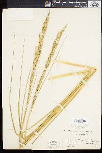 Spartina alterniflora image