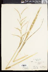 Spartina alterniflora image