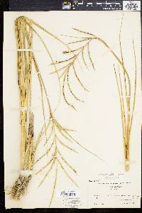 Spartina alterniflora image