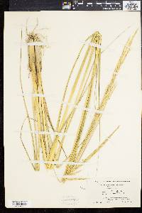 Spartina alterniflora image