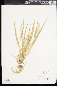 Pennisetum glaucum image