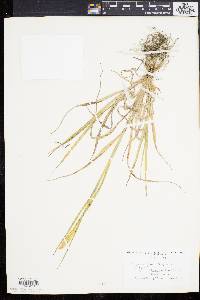 Pennisetum glaucum image