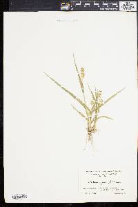 Pennisetum glaucum image