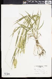 Pennisetum glaucum image