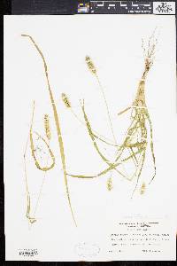 Pennisetum glaucum image