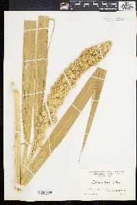 Setaria italica image